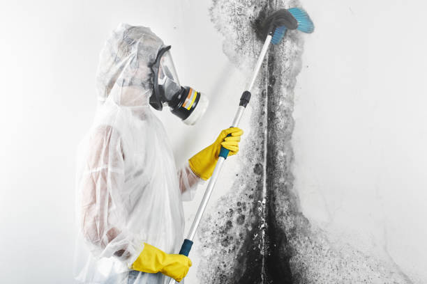 Best Professional water damage repair  in USA